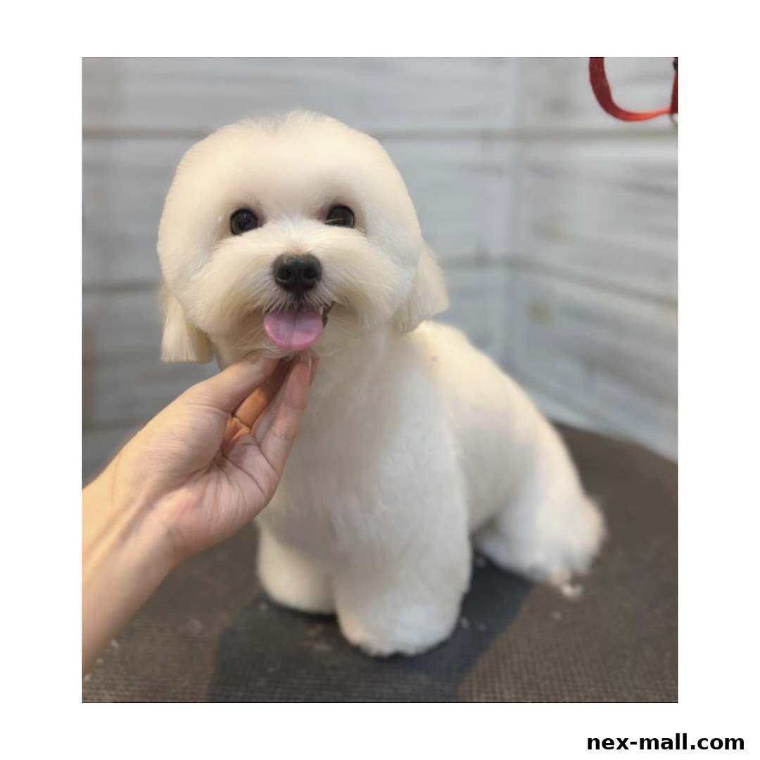 A fluffy white dog with a stylish haircut sits patiently, being petted by a hand.