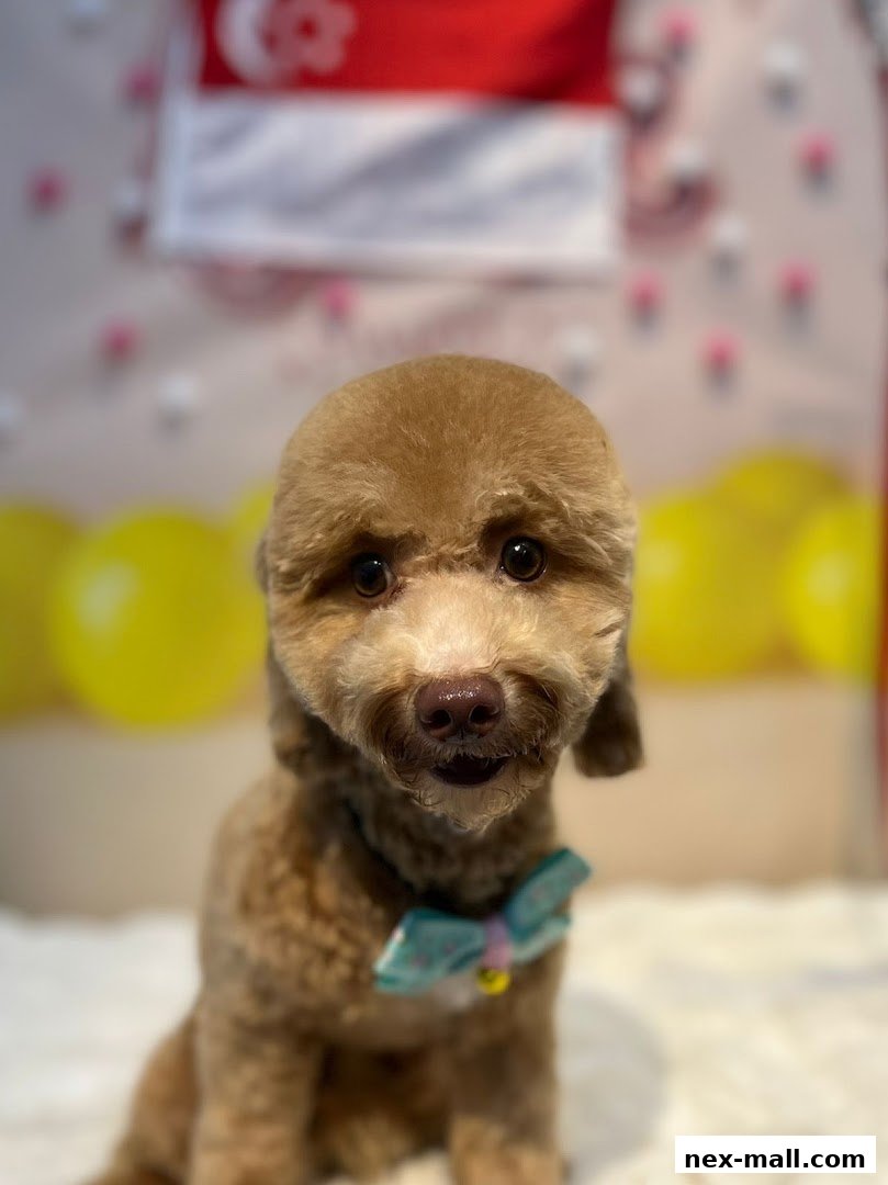 A cute, groomed poodle with a bow tie sits in front of a festive, blurred background.
