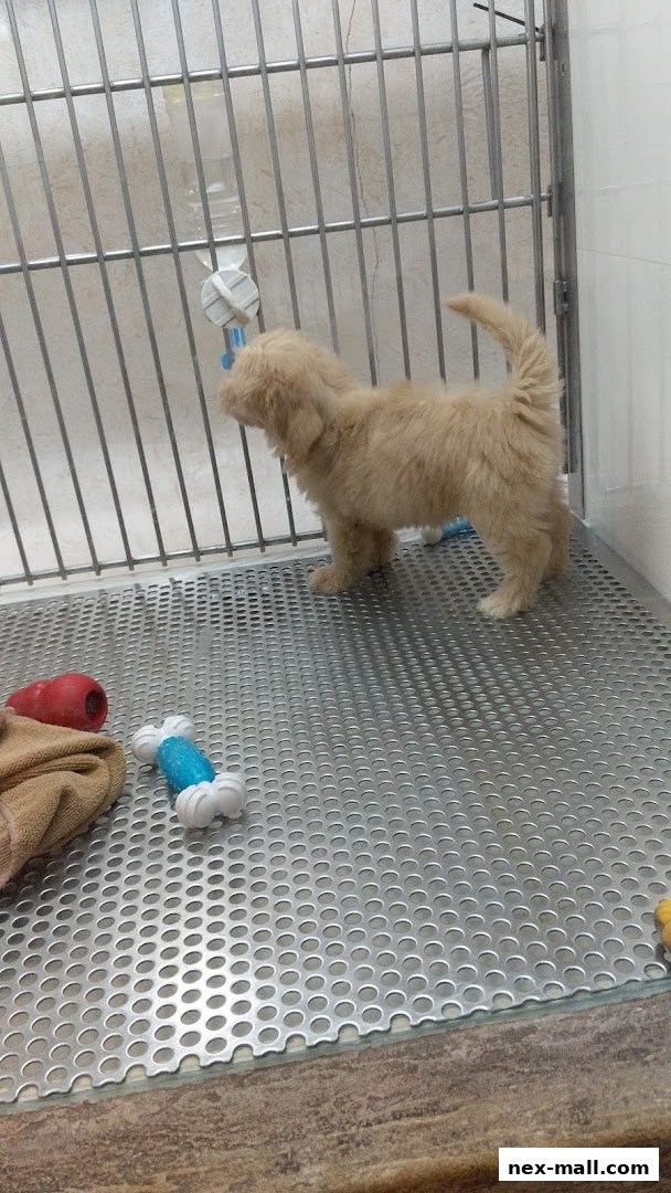 A fluffy golden puppy stands in a clean enclosure with toys and a water dispenser.