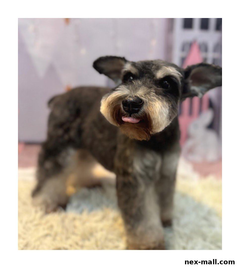 A cute Schnauzer dog with its tongue sticking out, standing on a fluffy rug.