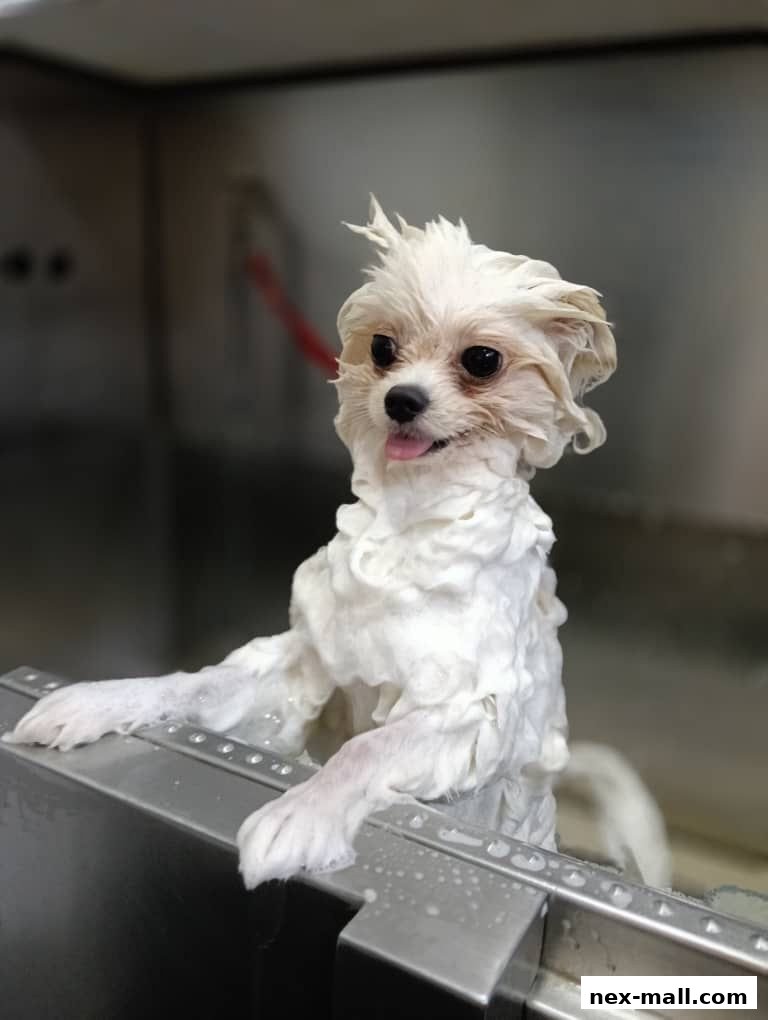 A fluffy white dog covered in soap is being groomed in a grooming tub.