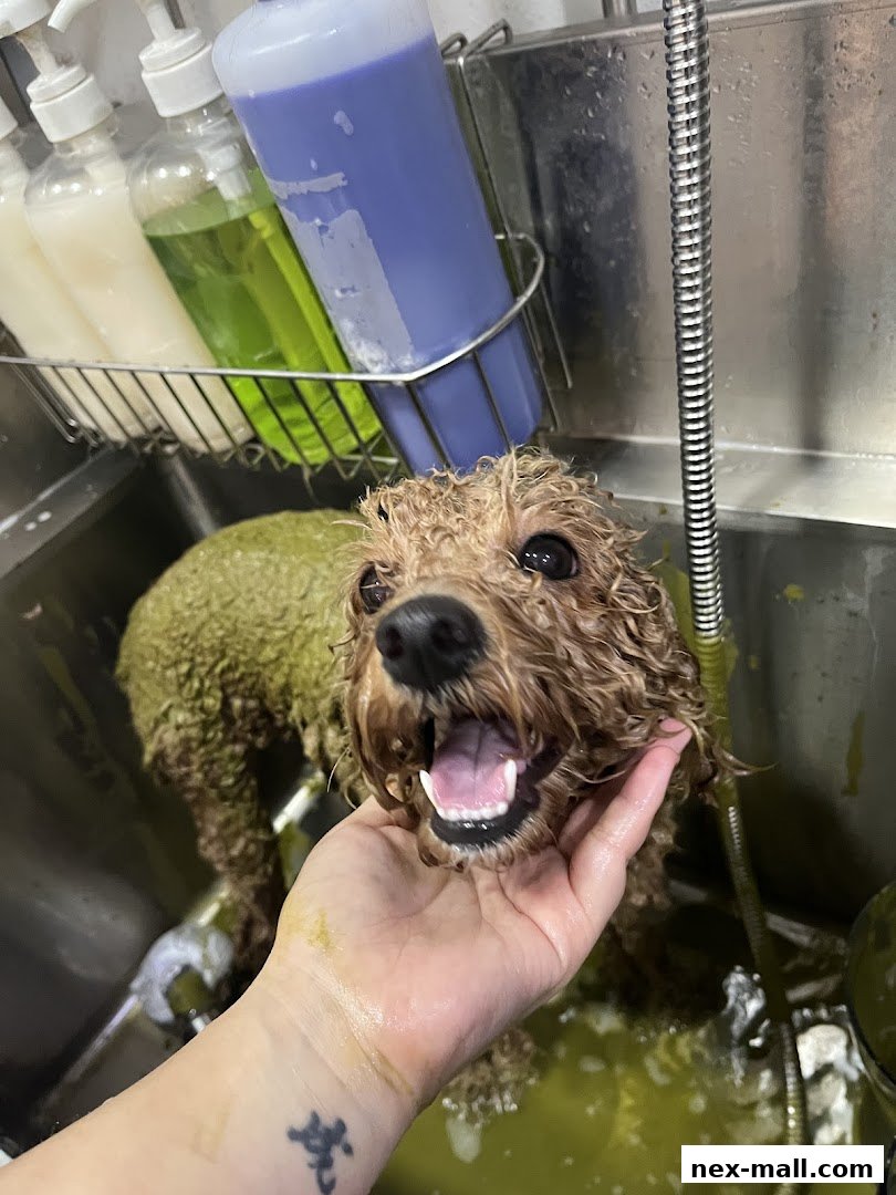 A happy dog is being bathed in a grooming sink with various shampoos nearby.