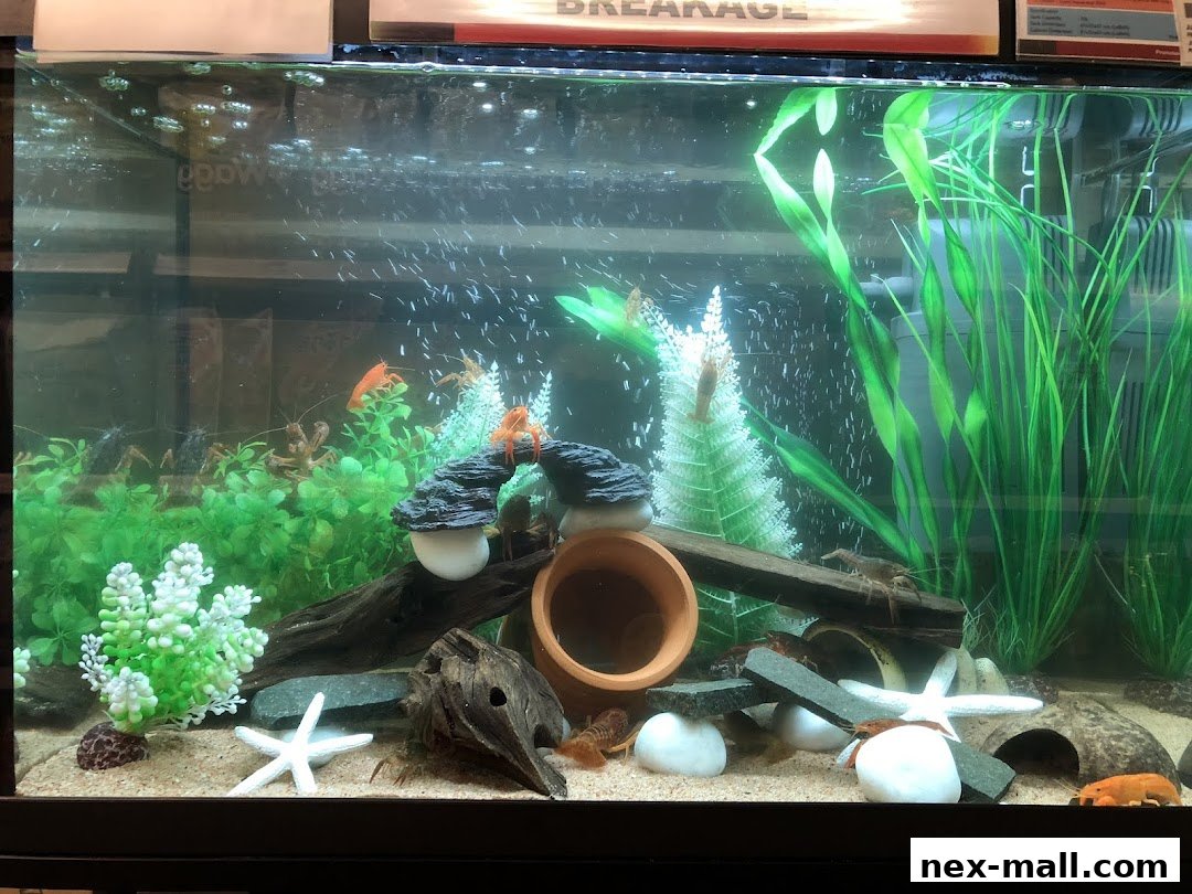 An aquarium filled with crawfish, aquatic plants, and decorative elements.