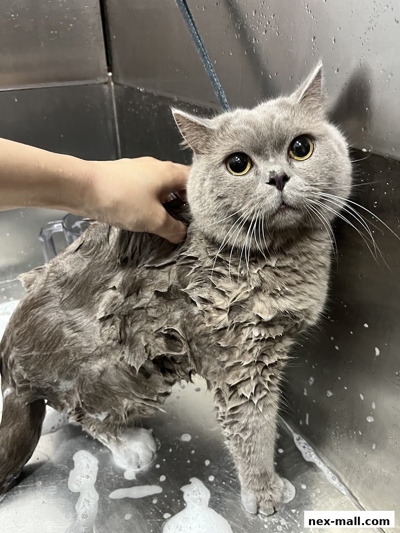 A fluffy grey cat is being bathed in a grooming tub with suds.