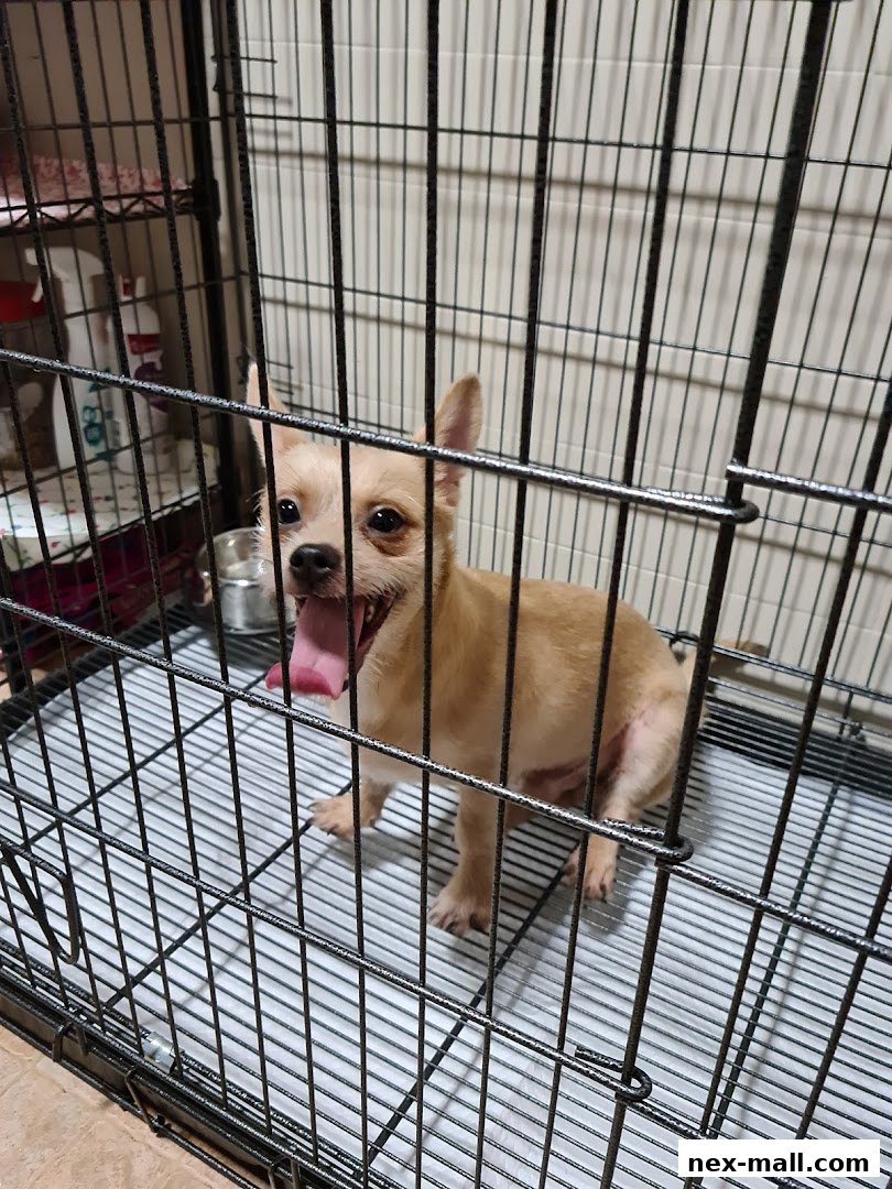 A small tan chihuahua sits in a black metal cage with its tongue hanging out.