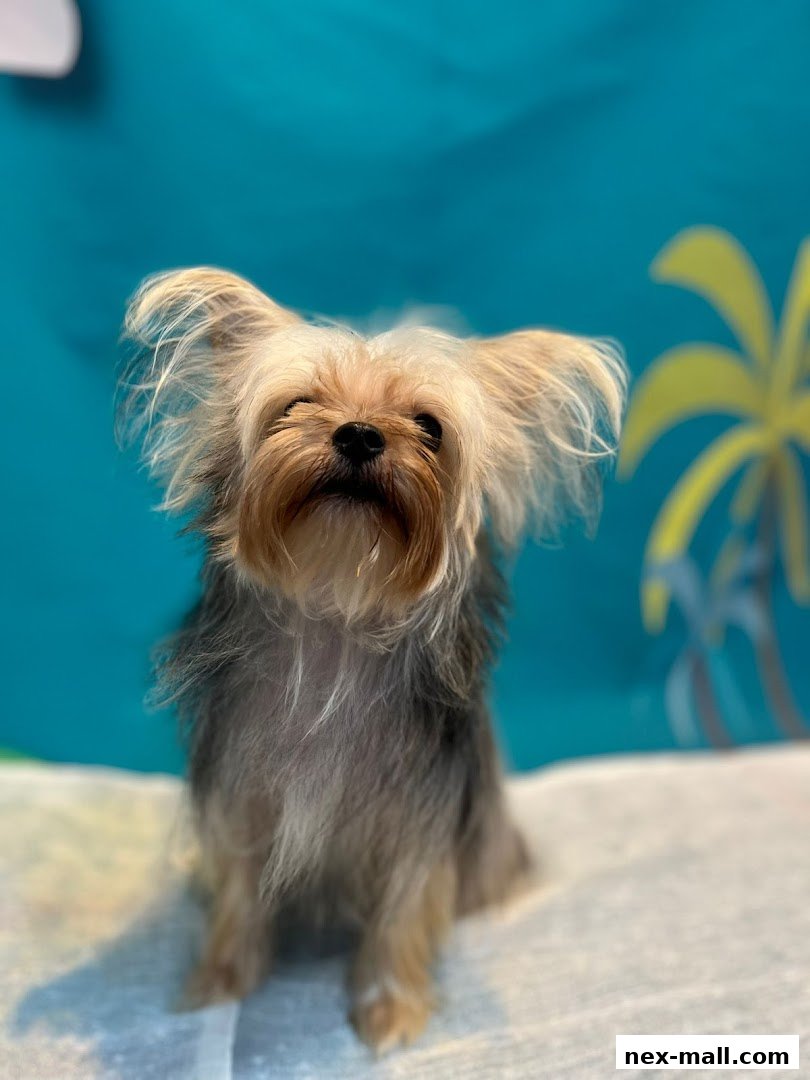 A cute Yorkshire Terrier dog sits patiently in front of a tropical-themed backdrop.
