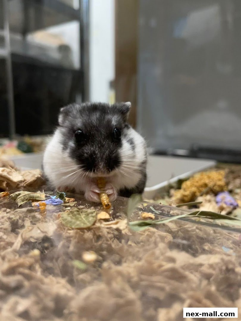 A close-up of a hamster eating a mealworm in its habitat.