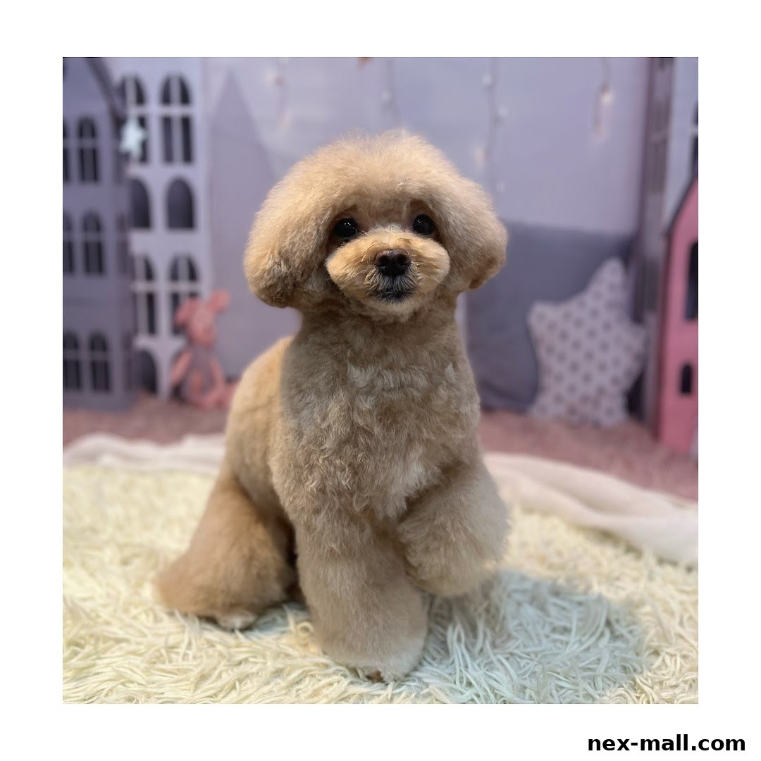 A fluffy, light brown poodle sits on a white rug, looking at the camera.