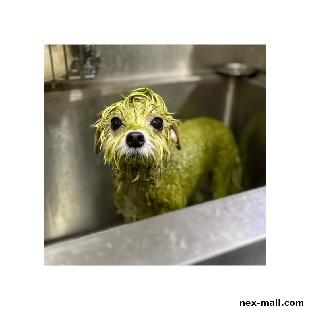 A small dog with green shampoo on its fur and head in a grooming sink.