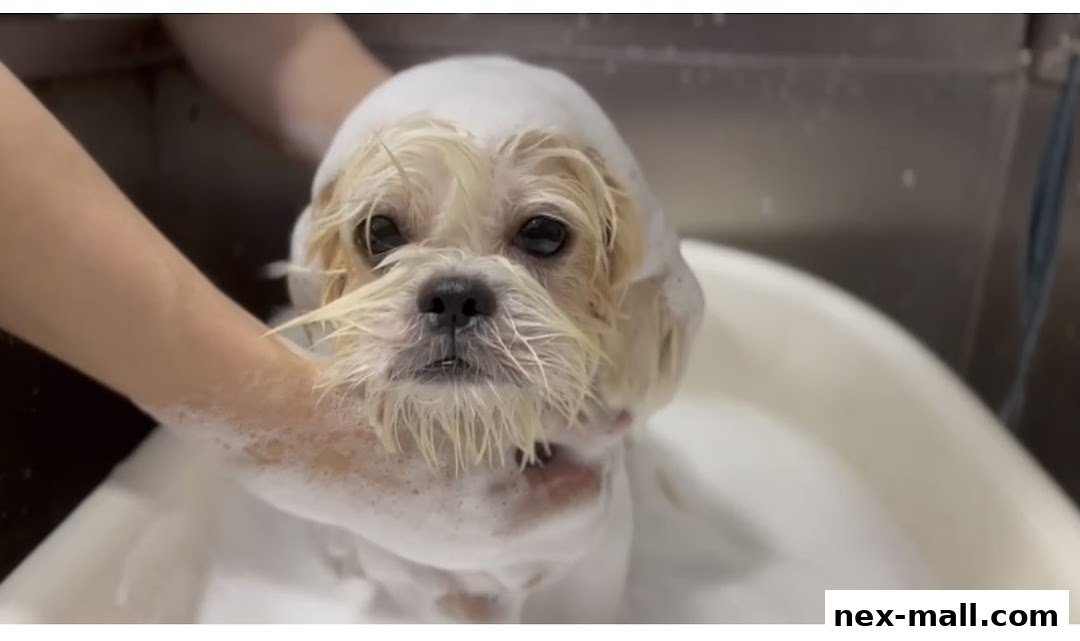 A fluffy dog is being bathed with soap and water in a grooming tub.