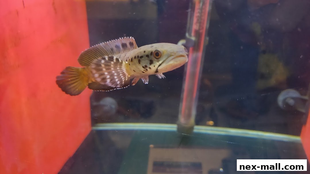 A close-up shot of a colorful fish with black spots swimming in a tank.