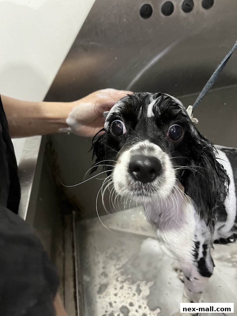 A dog is getting a bath with soap suds and a hand is washing its head.