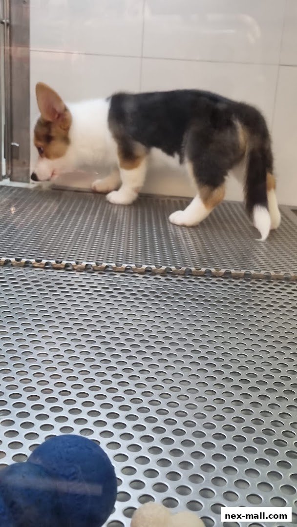 A tri-colored corgi puppy stands on a perforated metal surface inside a pet store.