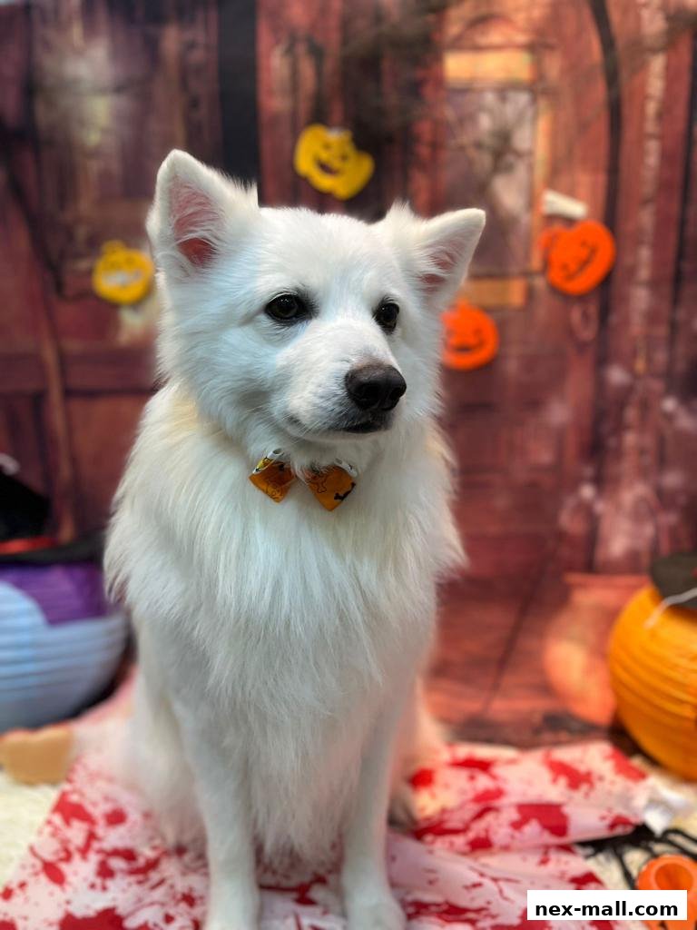 A fluffy white dog wearing a Halloween-themed bow tie sits in front of a festive backdrop.