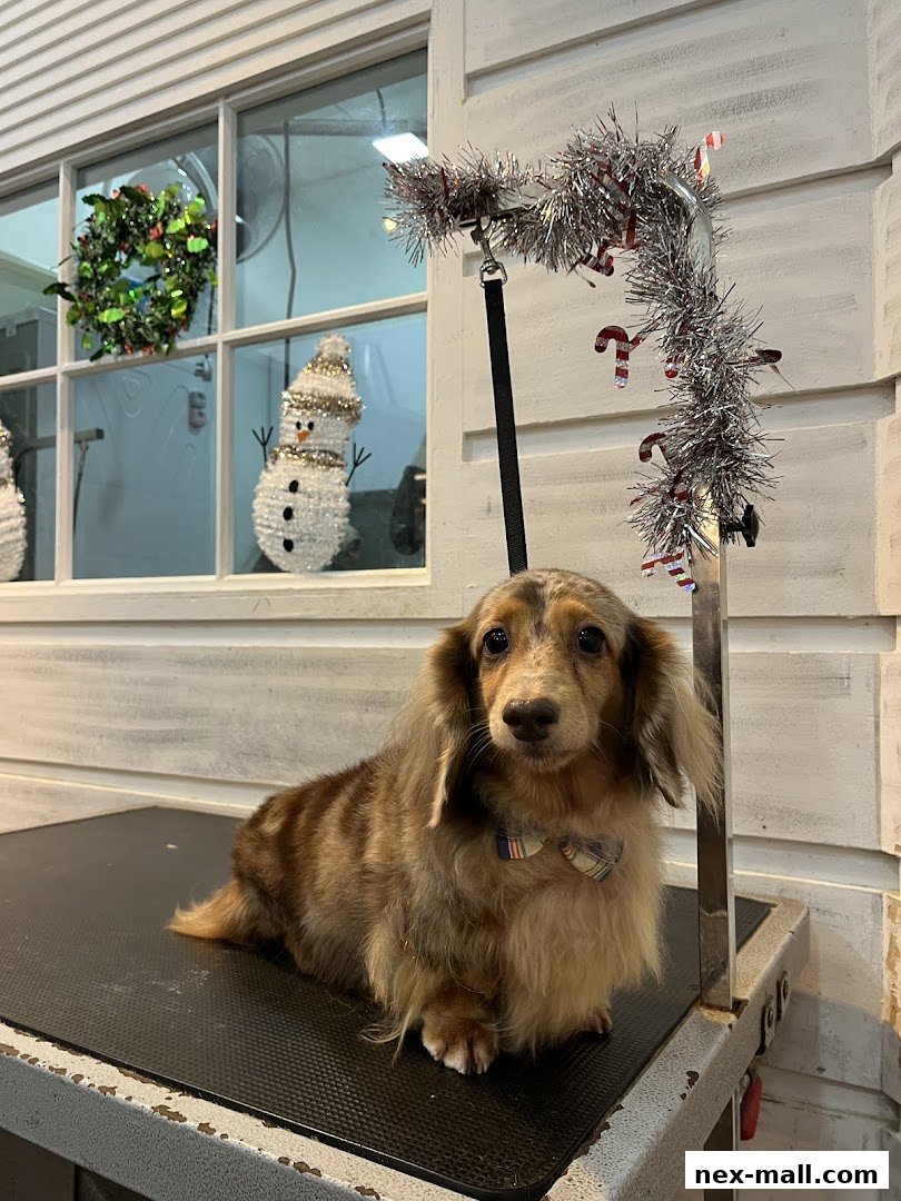 A long-haired dachshund sits on a grooming table, decorated for Christmas.