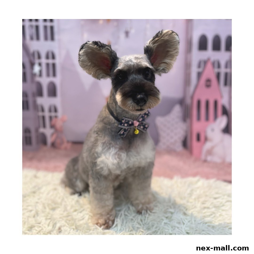 A schnauzer dog with large ears and a bow tie sits on a fluffy rug in front of a whimsical backdrop.