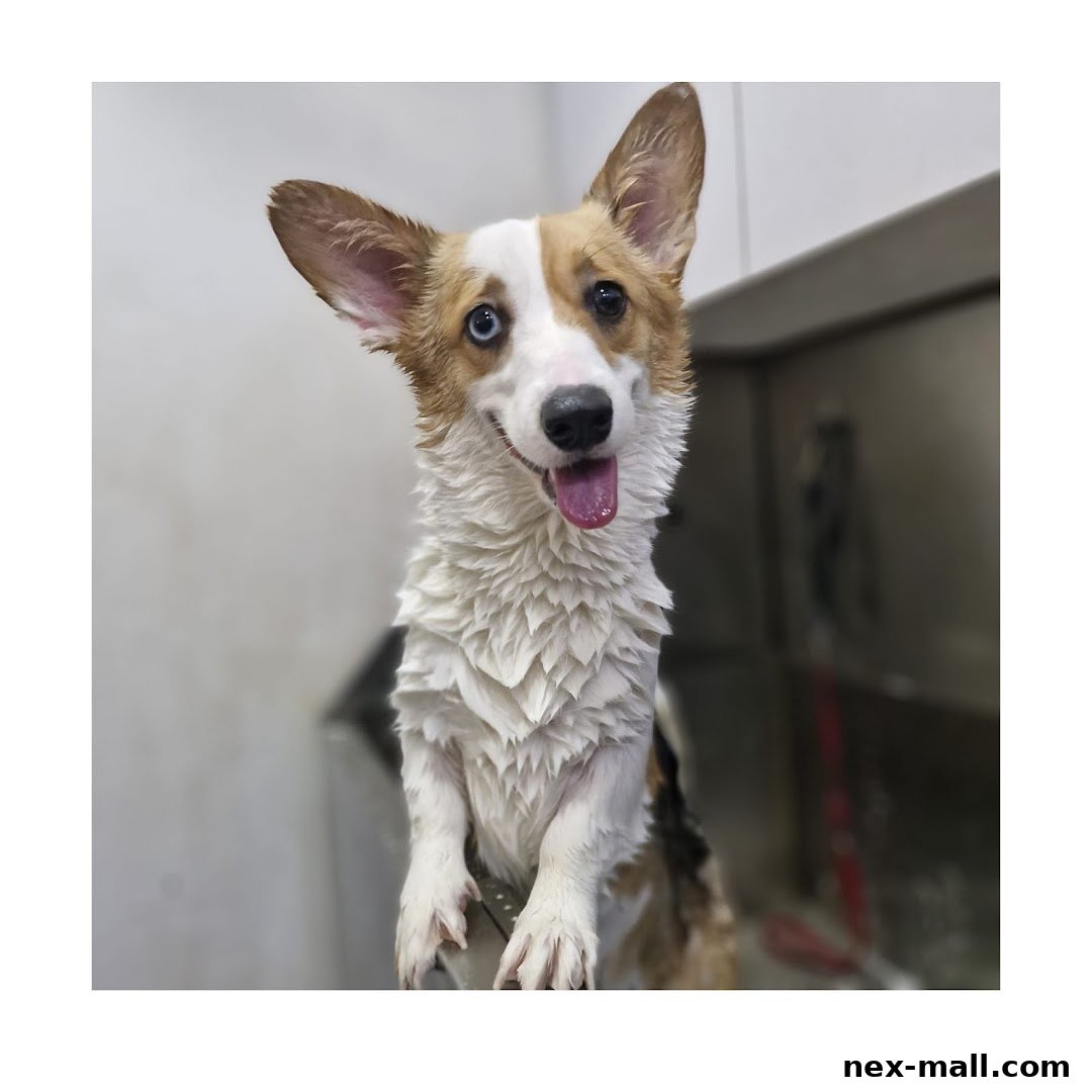 A wet Corgi dog with its tongue out, looking happy after a grooming session.