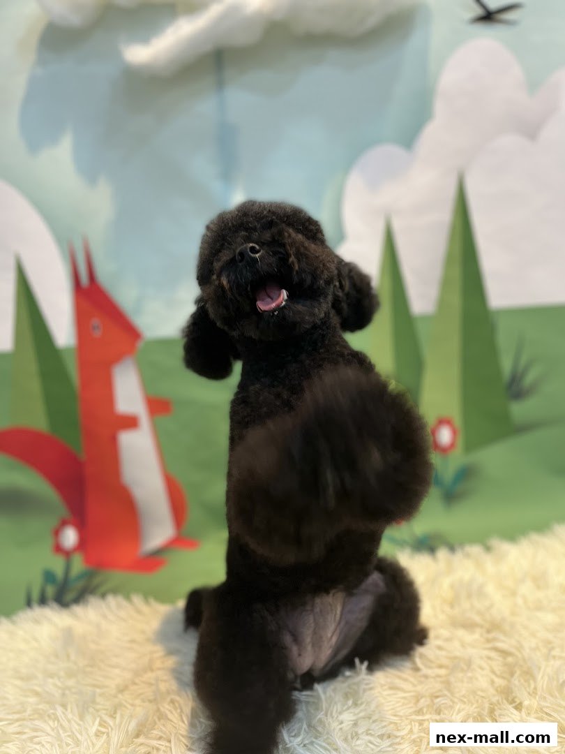 A black poodle stands on its hind legs in front of a whimsical cartoon forest backdrop.