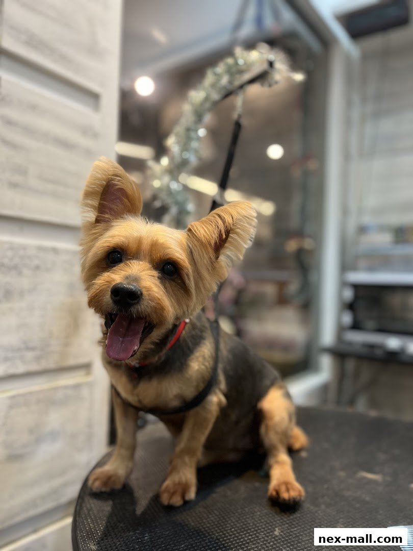 A happy Yorkshire Terrier sits on a grooming table, panting with its tongue out.
