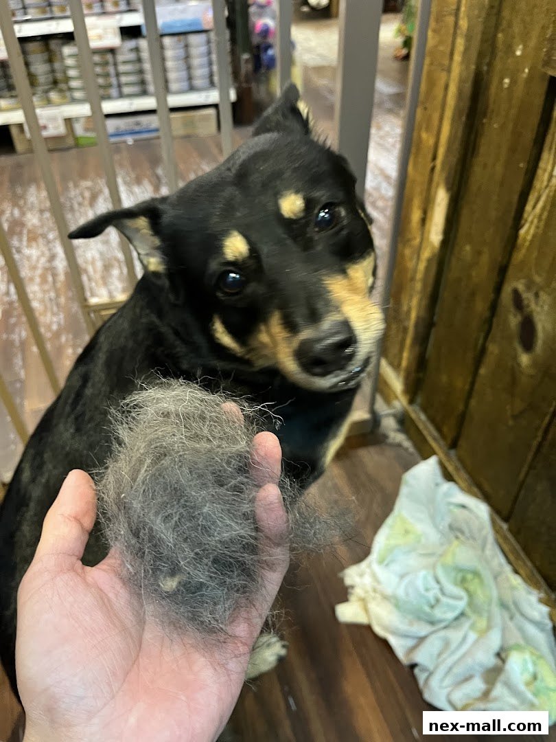 A person holds a clump of dog fur next to a dog in a grooming salon.
