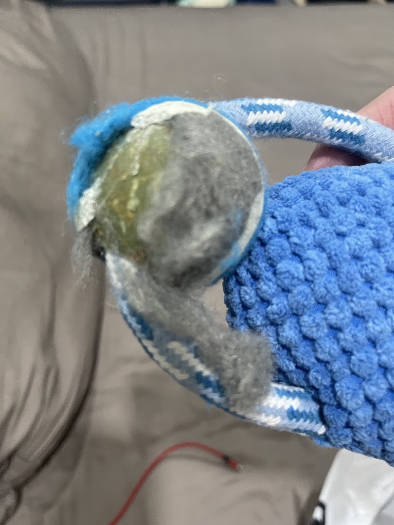 A close-up of a blue textured pet toy with a worn tennis ball, likely for dogs.