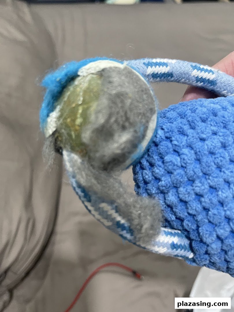 A close-up of a blue textured pet toy with a worn tennis ball, likely for dogs.