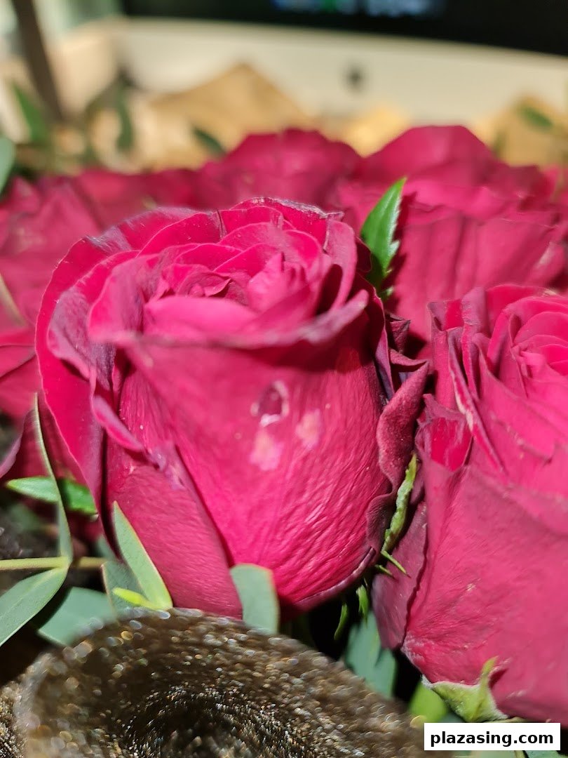 Xpressflower image 15