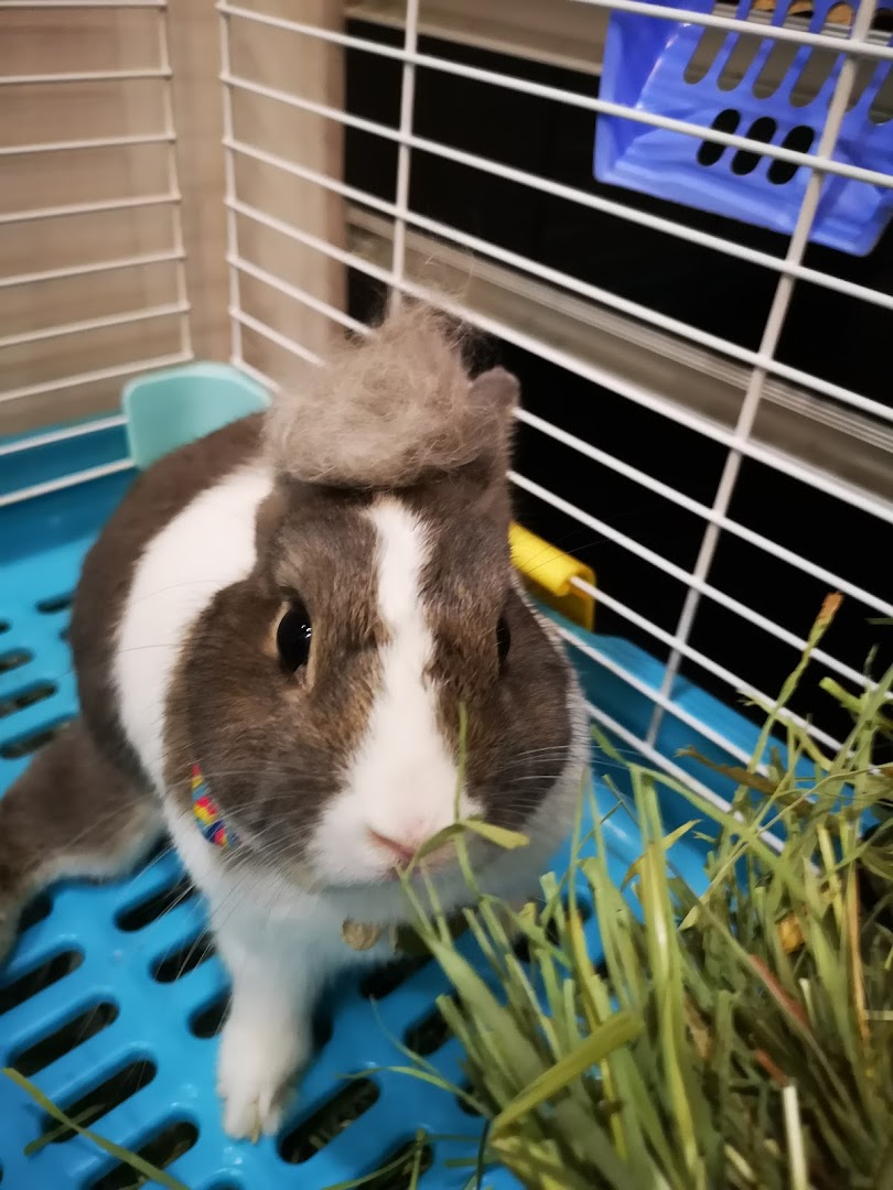 A cute rabbit with a pile of fur on its head, eating hay inside a blue cage.
