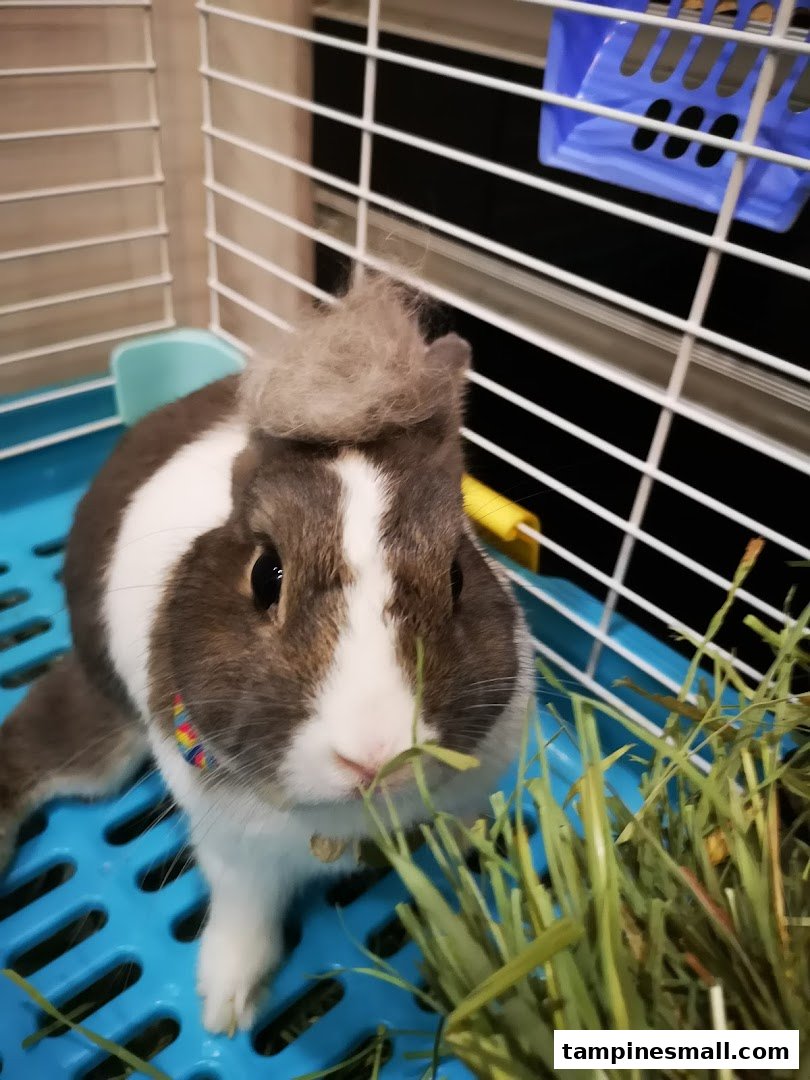 A cute rabbit with a pile of fur on its head, eating hay inside a blue cage.