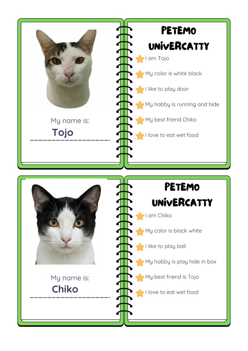 A black and white cat, possibly a kitten, looking playful.