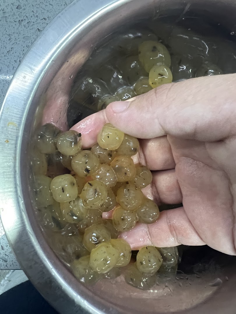 A hand holds freshly prepared, translucent tapioca pearls in a metal bowl, showcasing the texture.